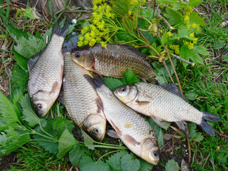 Silver crucian carp caught on a fishing rod lying in the grass.