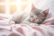 ブランケットの上ですやすや眠る可愛い子猫　猫の平穏な日常生活