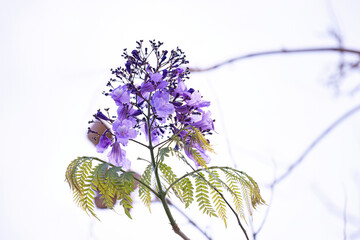 Canvas Print - Blue Jacaranda Tree with flowers and selective focus