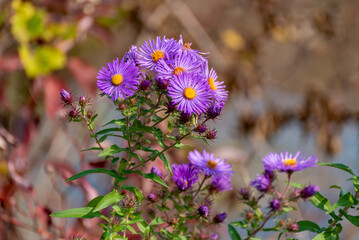 Sticker - Purple Wild Asters Growing Along The Trail In Summer In Wisconsin