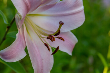 Blooming purple lily flower on a green background on a summer sunny day macro photography. Garden lillies with bright pink petals in summer, close-up photography.