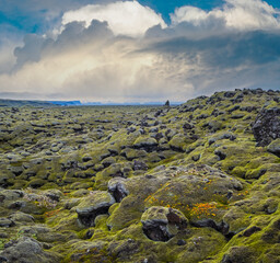 Wall Mural - Scenic autumn green lava fields near Fjadrargljufur  Canyon in Iceland. Green  moss on volcanic lava stones.  Unique lava fields growth after Laki volcano eruption.