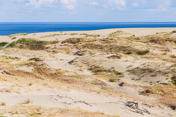 Wall Mural - Curonian Spit landscape, sandy coastal dunes with grass