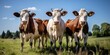 © piai - Group Of Cows Standing Next To Each Other On A Field. Generative AI