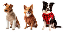 Three Different Dogs Wearing Winter Sweaters Posing Over Isolated White Transparent Background