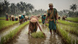 Farmer in rice field, the traditional farming methods in rural India. Farmers, knee-deep in the waterlogged paddy field, are manually harvesting the rice.