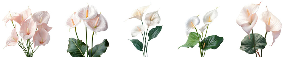 Wall Mural - Png Set Background with white anthurium transparent background