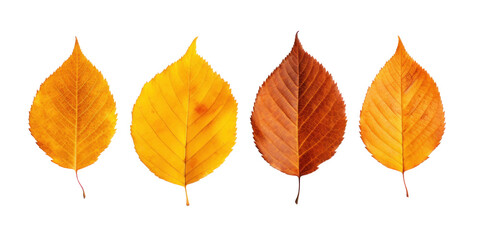 Wall Mural - group of autumn dry yellow birch leaves, png file of isolated cutout object on transparent background.