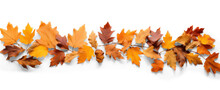 Oak Branch With Autumn Brown Dry Leaves With Shadow, Png File Of Isolated Cutout Object On Transparent Background.