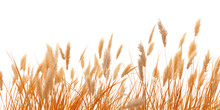 A Bunch Of Autumn Dry Field Grass With Spikelets Flutters In The Wind, Png File Of Isolated Cutout Object On Transparent Background.