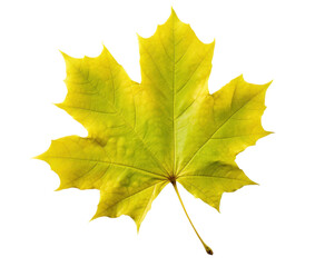 Wall Mural - one Dry yellowing autumn maple leaf, png file of isolated cutout object on transparent background.
