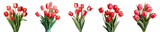 Fototapeta Tulipany - Png Set A bouquet of red tulips on a transparent background