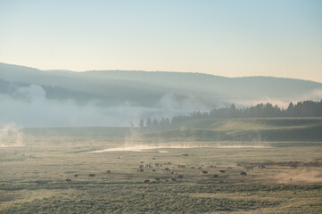 Wall Mural - Herd Of Bison Below The Fog In Hayden Valley