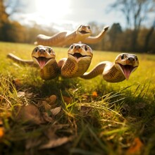 Cute Funny Cobra Group Running And Playing On Green Grass In Autum