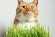 Cute Ginger Cat And Green Grass Near Light Grey Wall
