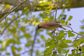 Wall Mural - Cedar waxwing (Bombycilla cedrorum)  on a tree