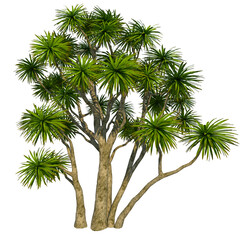 cabbage tree