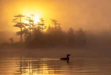 Common Loon At Sunrise In Maine 