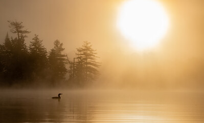 Wall Mural - Common loon at sunrise in Maine 