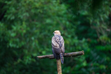 Changeable Hawk-Eagle Or  Crested Hawk Eagle
