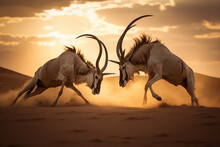 Two Oryx Fighting In The Desert At Sunset