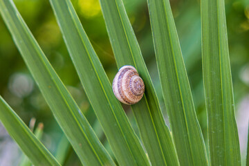 Snail Sliding on Leaf