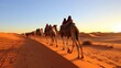 © Akbar - Guided camel visits within the sahara forsake in Dubai Joined together middle easterner Emirates Oman Bahrain merzouga Morocco Tunisia