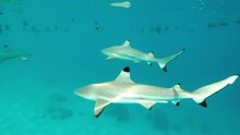 Black Tip Reef Sharks Cruise By In Clear Blue Reflective Shallow Water