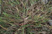 Digitaria Sannguinalis. Also Called Hairy Crabgrass, Hairy Finger Grass, Large Crabgrass, Crab Finger Grass, Purple Crabgrass