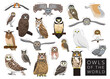 Birds Owls of the World Set Cartoon Vector Character