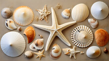 Small Seashells, Fossil Coral And Sand Dollars, Puka Shells, A Sea Urchin And A White Starfish Sea Star, Ocean, Summer And Vacation