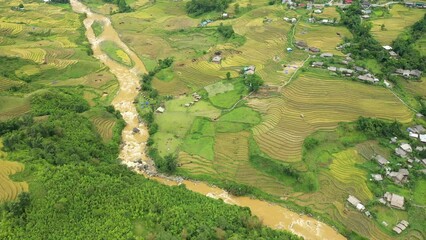An overflowing river in the heart of green and yellow rice fields on the edge of green mountains, in Asia, in Vietnam, in Tonkin, in Sapa, towards Lao Cai, in summer, on a cloudy day. 