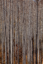 A Cluster Of Skinny Vertical Aspen Trees With No Leaves