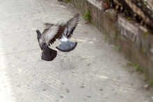 Two Pigeons Take Off From Sidewalk