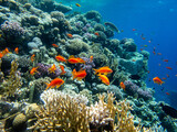 Fototapeta Do akwarium - A school of bright red fish in the coral reef of the Red Sea