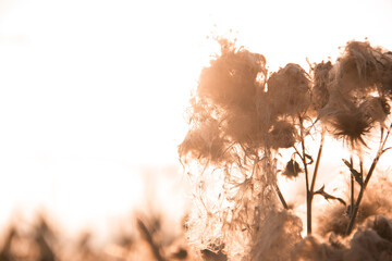 Fototapete - Dry brown plants on a white background. Beautiful twigs for a postcard or poster.