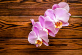 Fototapeta Storczyk - A branch of purple orchids on a brown wooden background
