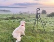 Faithful golden retriever dog companion to photographer enjoying sunrise walk in field