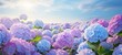 dreamy beautiful hydrangea flowers closeup, ai
