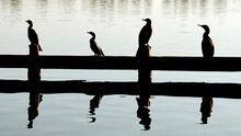 Four Ducks And Their Reflections On The Pier Around Tha Lake