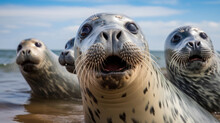 A Group Of Gray Seals Close Up In The Wild