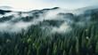 A bird's eye view of a pine forest naturalism morning fog.