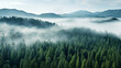 A bird's eye view of a pine forest naturalism morning fog.