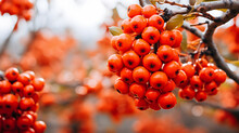 Many Orange Berries Hanging From A Tree Branch Generative AI