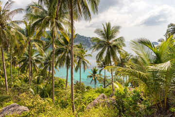 Wall Mural - Scenic tropical horizontal nature landscape with palms grove and view on sea through trees from greenery place in jungle. Picturesque Koh Tao island in Thailand