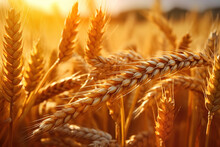 Illustrated Wheat