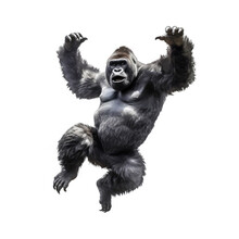 Gorilla Looking Isolated On White