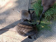 kangur zwierzę ssak fauna dzika przyroda australia