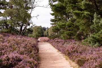 Während der Heideblüte im August mit dem Mountainbike durch das Naturschutzgebiet Fischbeker Heide bei Hamburg