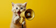 a cute kitten screams into the loudspeaker. News, promotion, music. Yellow orange background. Place for text